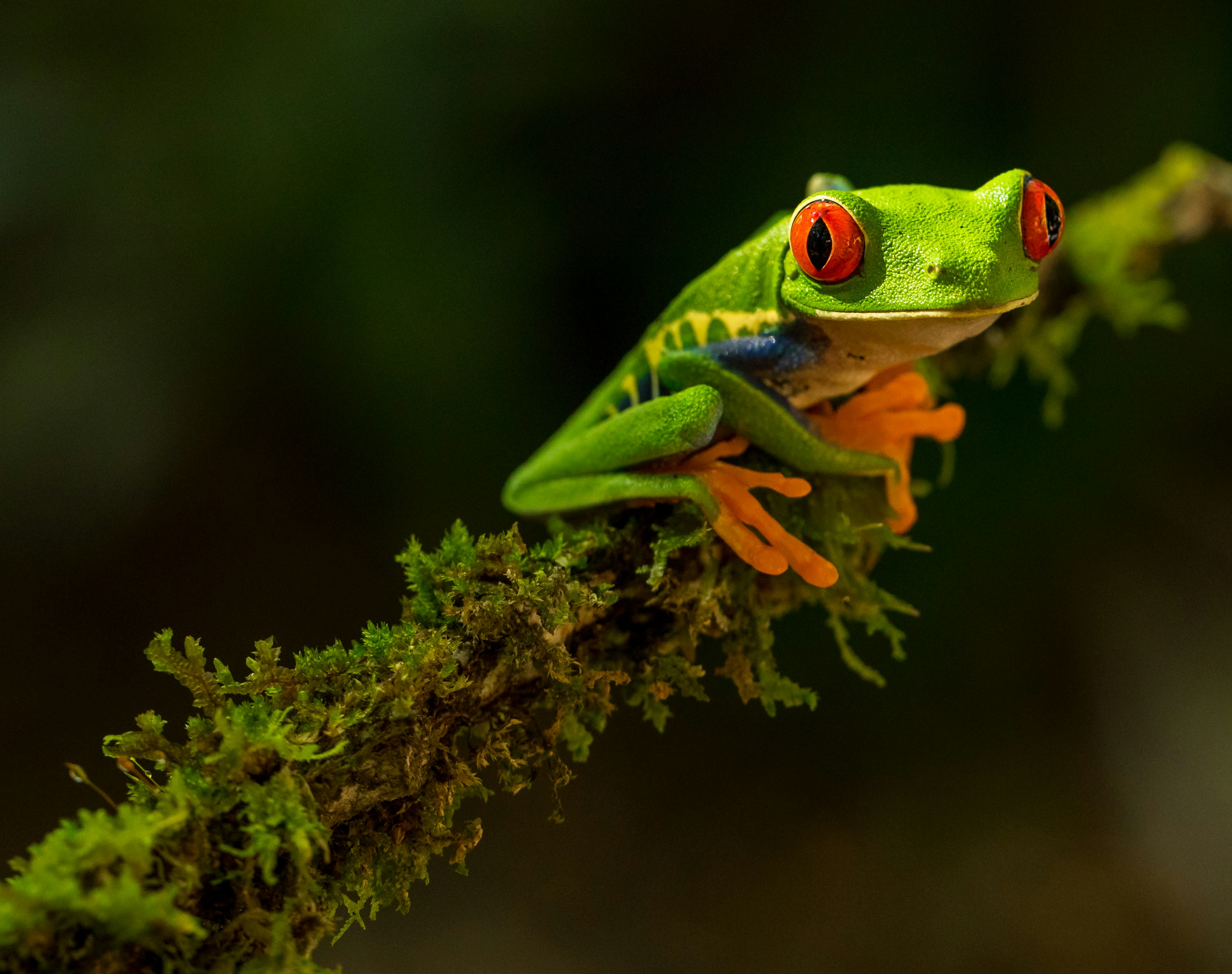 Wildlife & Rainforest Quest