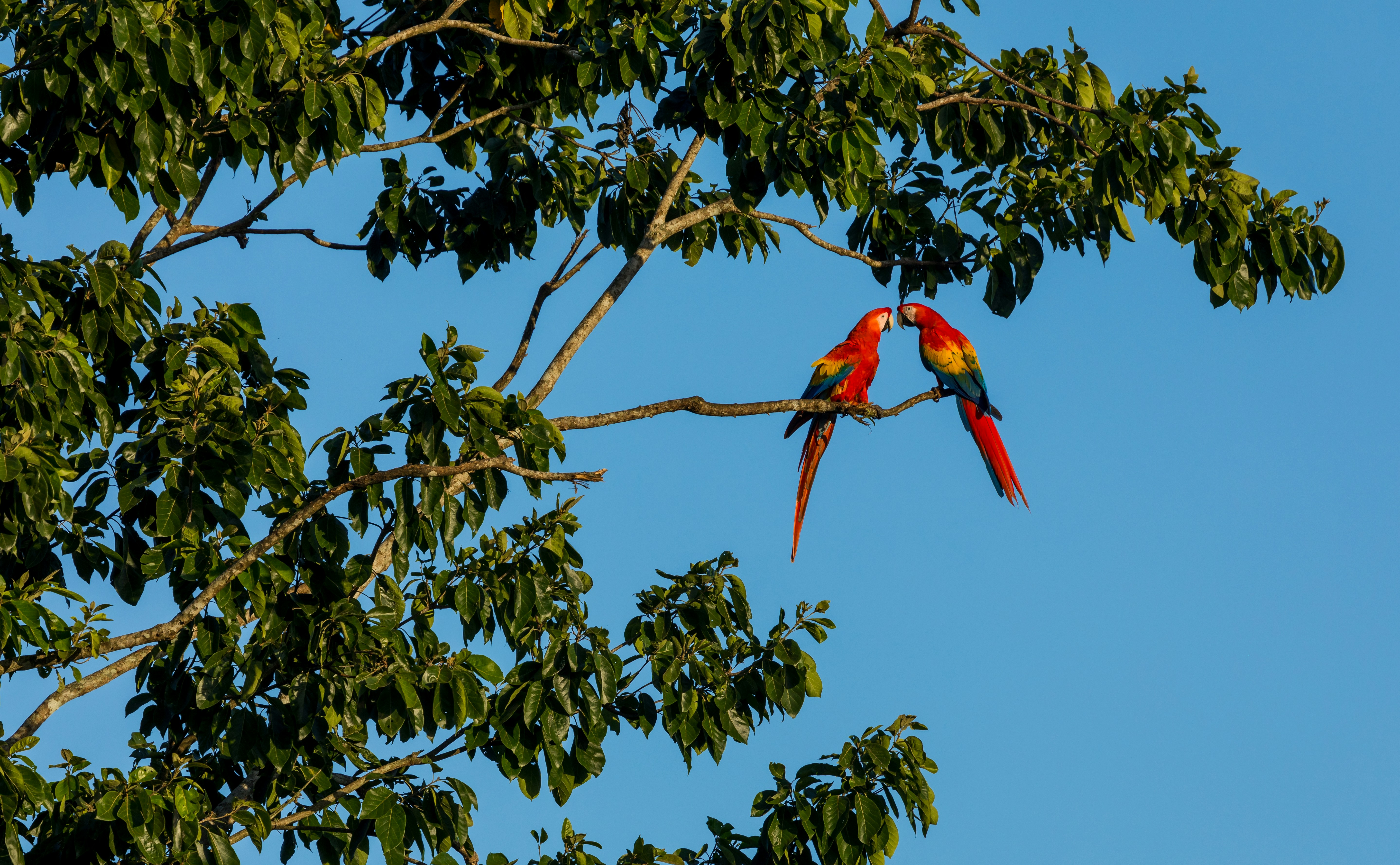 Selvara Travel Costa Rica
