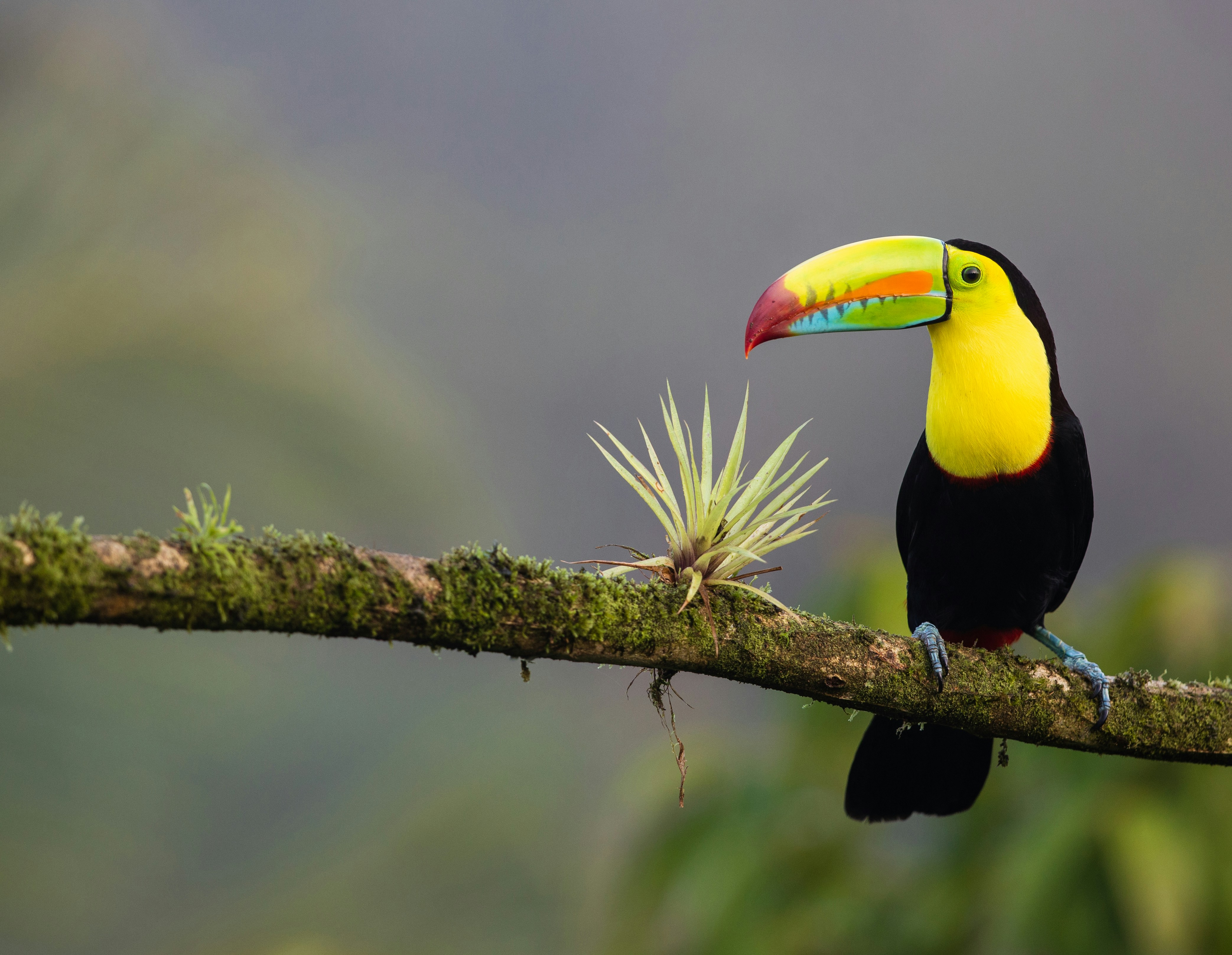 Selvara Travel Costa Rica