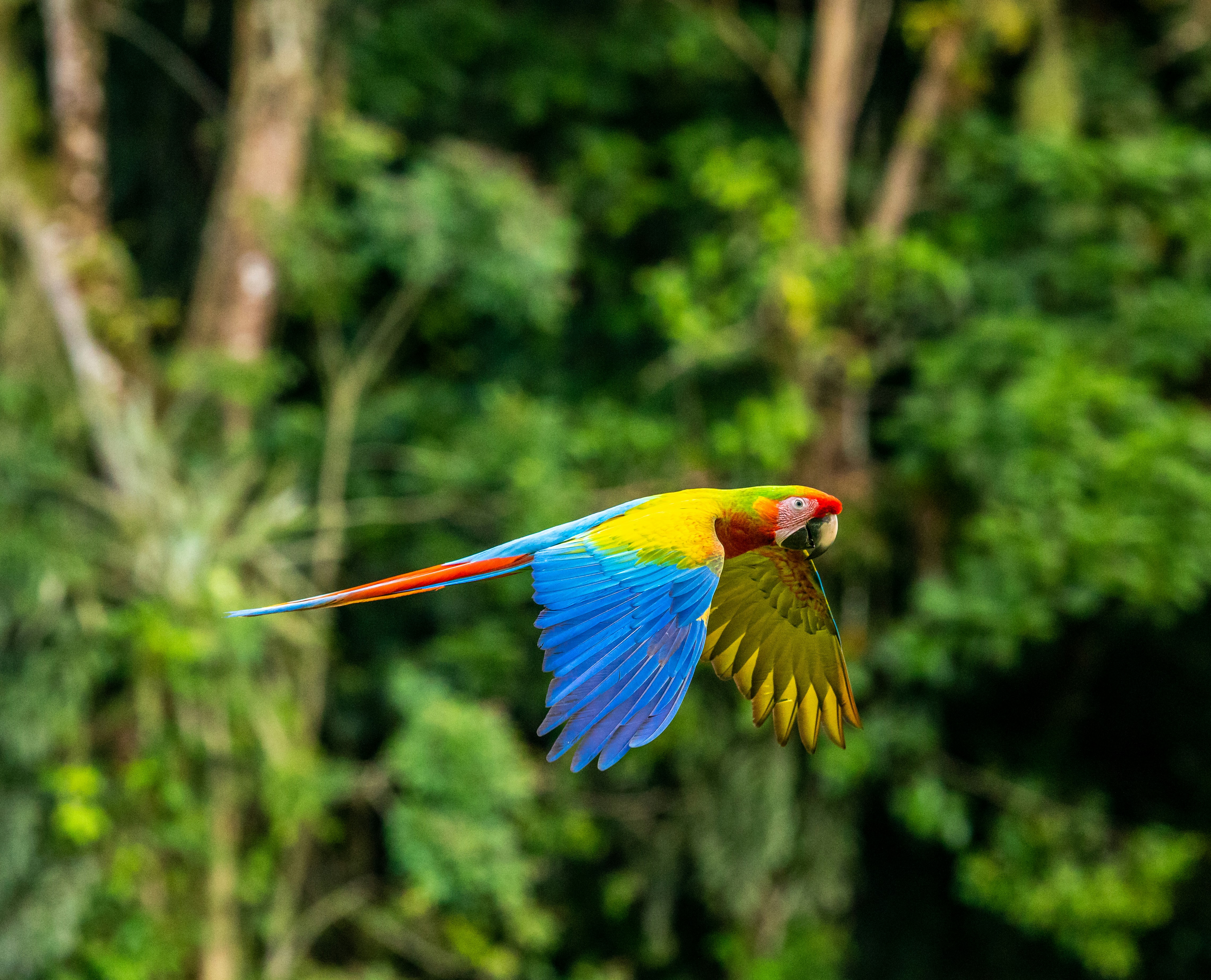 Selvara Travel Costa Rica