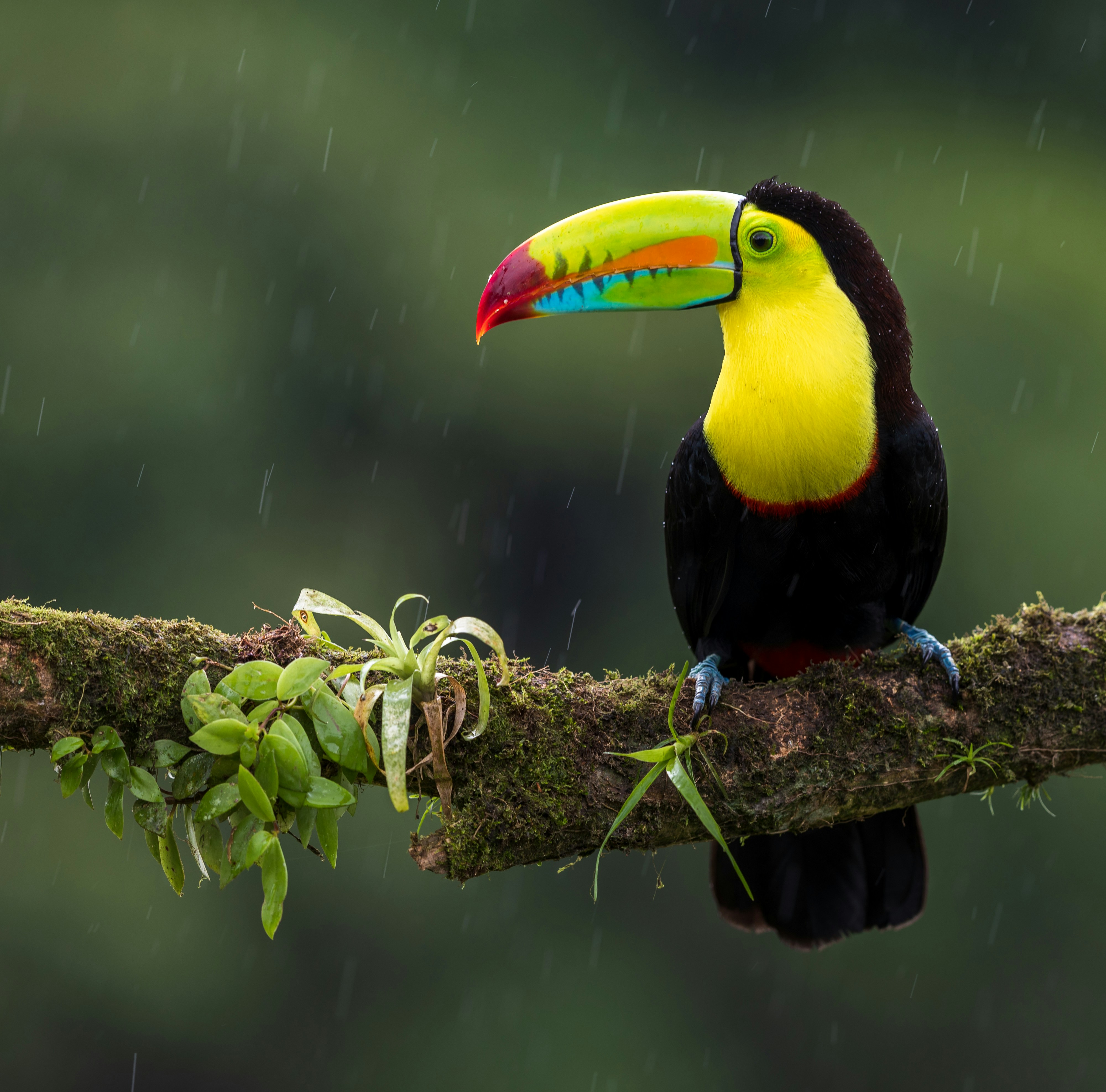 Selvara Travel Costa Rica